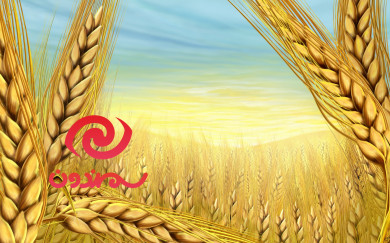 سمندون یک سایت وردپرسی است